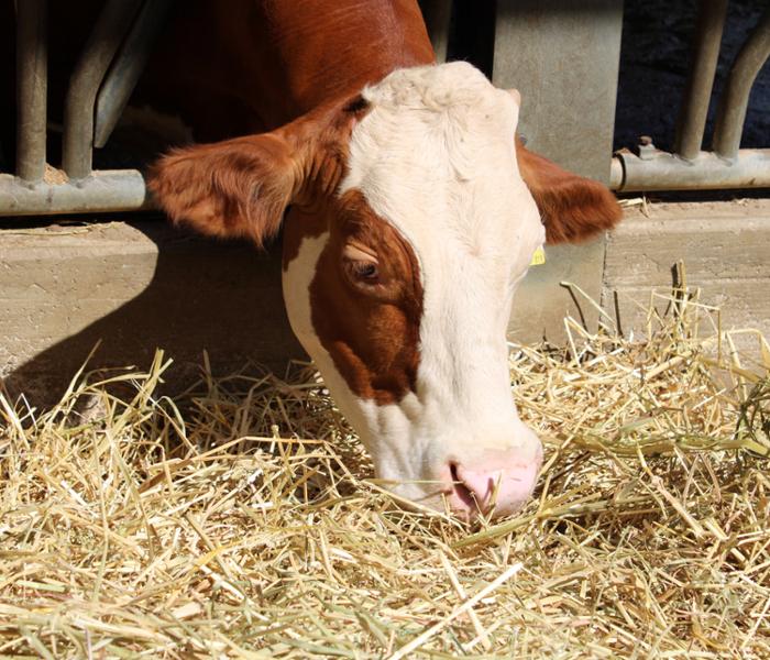 Fattoria didattica in Sila