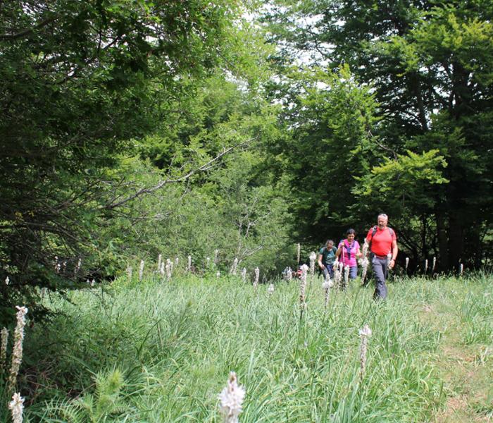 Trekking nel Parco Nazionale della Sila