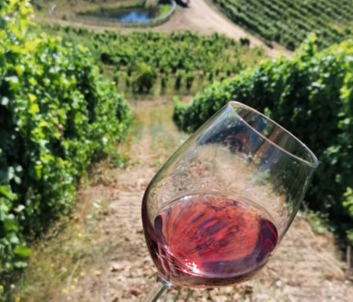 Vigneto più alto d'Europa Cava di Melis