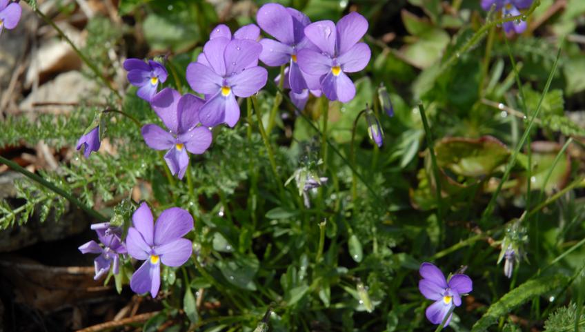 LA NATURA UNICA DEL CUNEESE