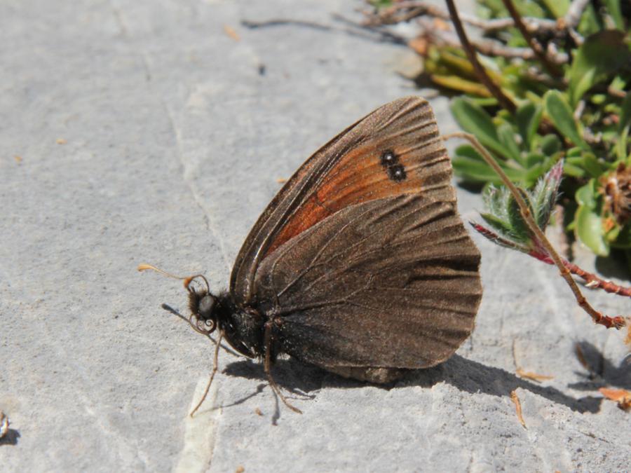 Erebia scipio