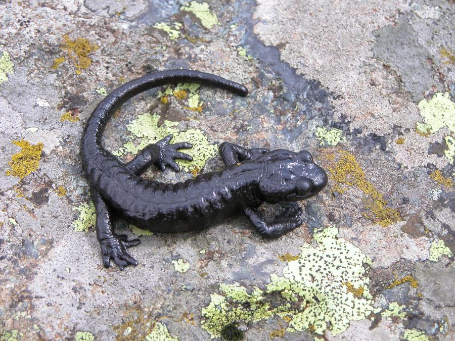 Salamandra di Lanza